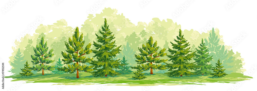 松树和冷杉的幼林-矢量图
