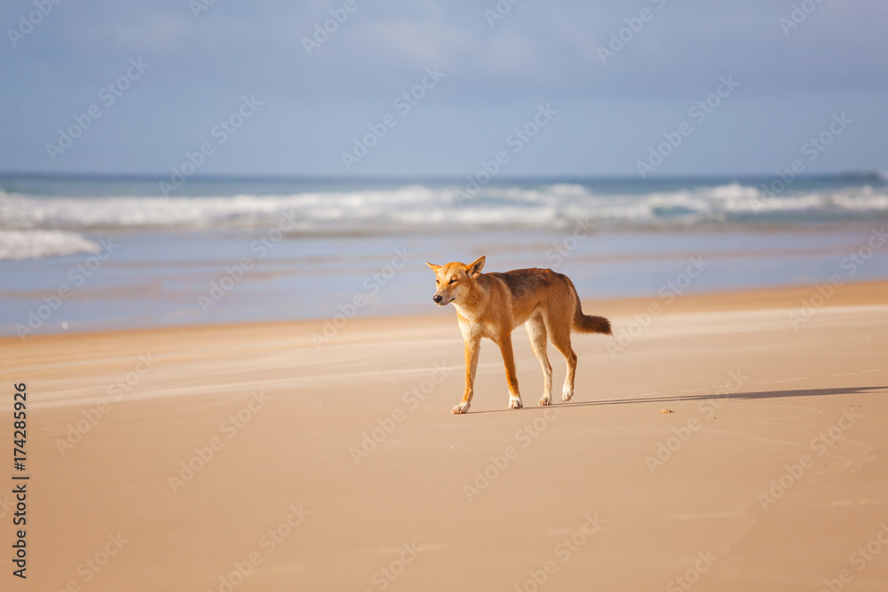 丁戈沿着澳大利亚昆士兰阳光海岸弗雷泽岛75英里海滩散步。