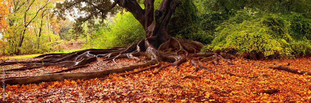 西澳大利亚州珀斯市国王公园的一棵无花果树的底部落下了橙色的叶子。