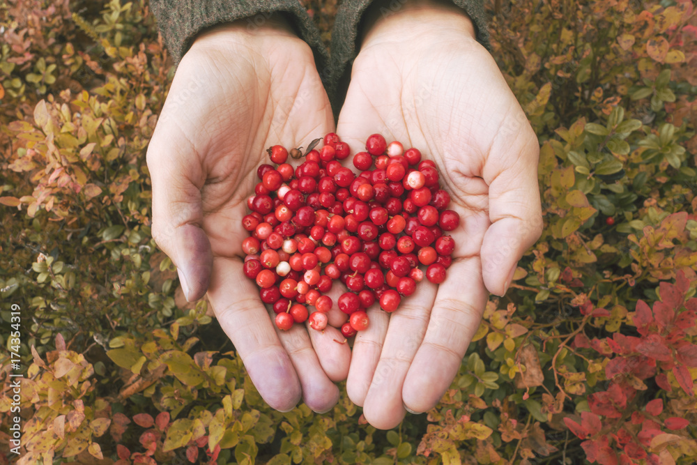 秋天森林背景下，雌手牵着一手新鲜的红蔓越莓