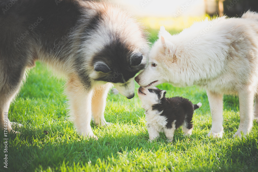 在绿草上玩耍的西伯利亚哈士奇犬家族