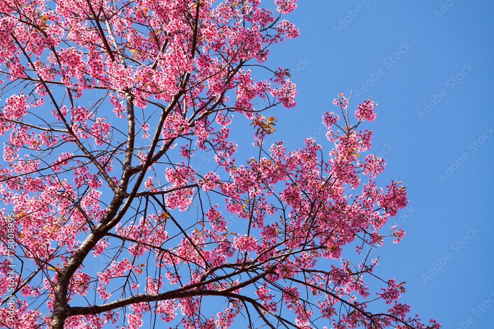 泰国清迈坤旺的樱花。