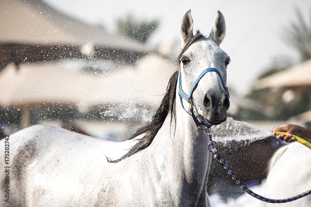 一匹放松的阿拉伯马正在享受清爽的淋浴。阿联酋迪拜。