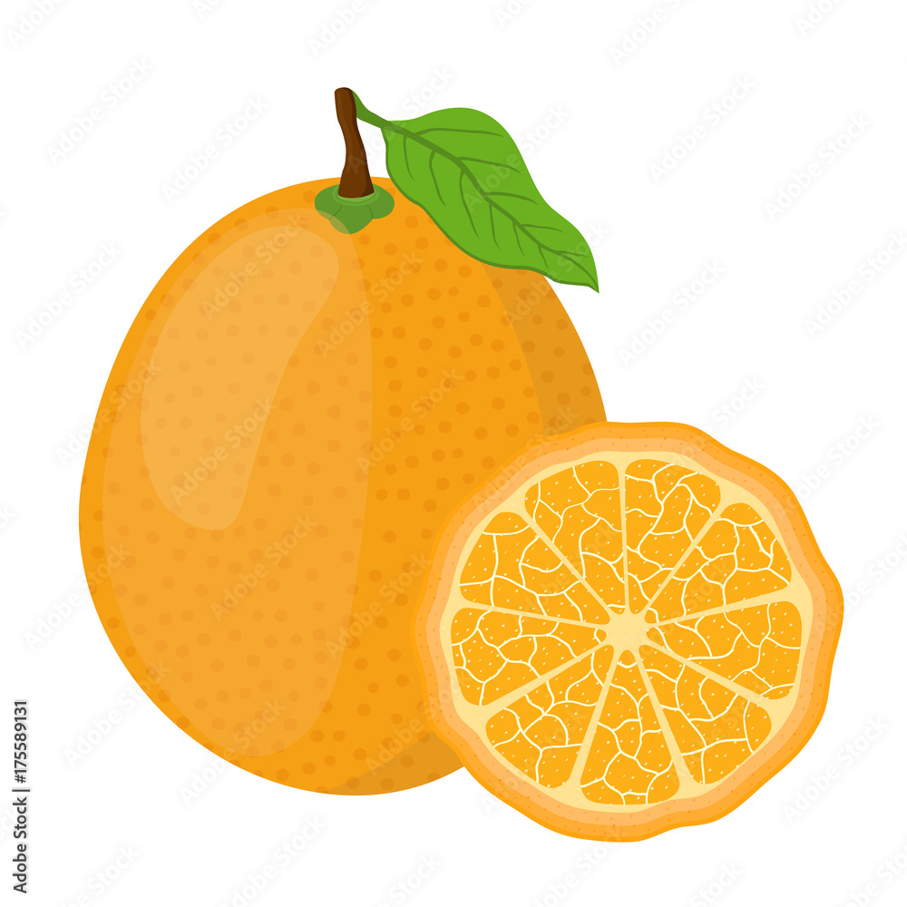 热带金橘套装，异国水果。卡通平面风格。矢量插图