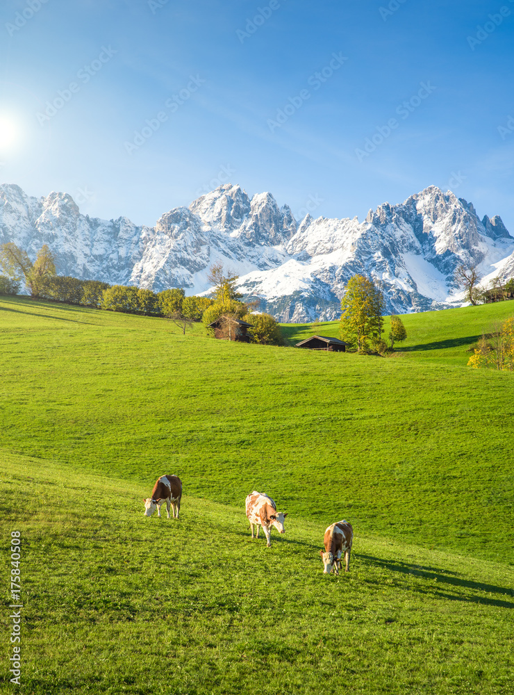 Traditional austrian alpine farm with cows on meadow in front of Wilder Kaiser, Kitzbühel, Tyrol, Au