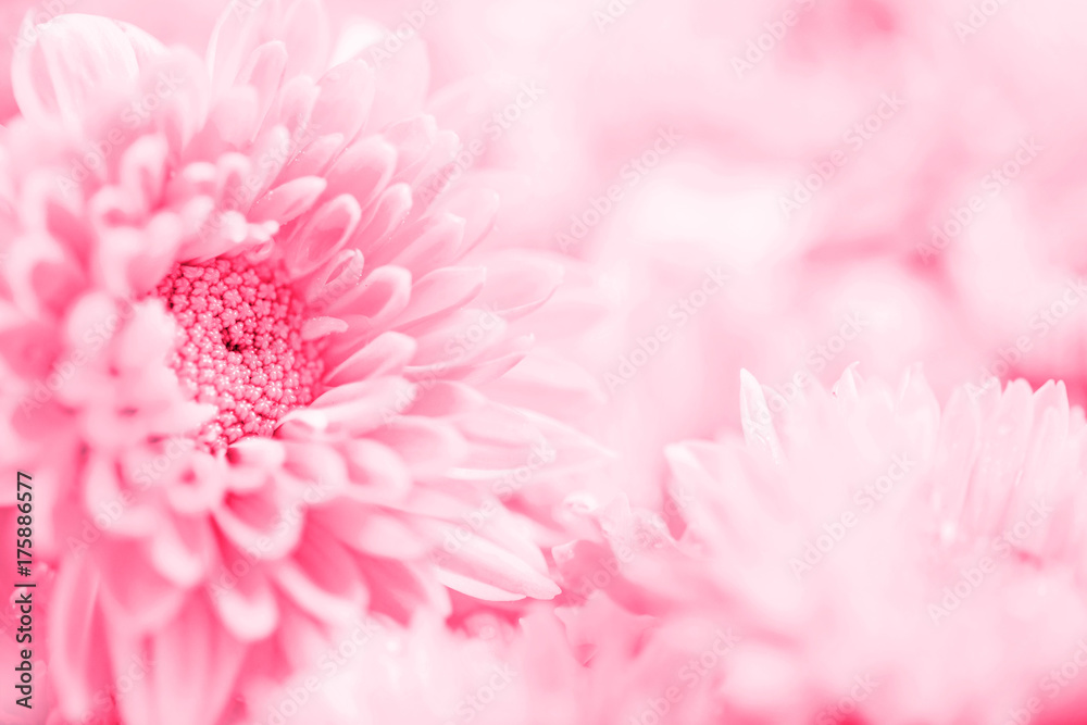 情人节或结婚卡片conc中为爱情开出的柔和甜美的粉红色花朵，浪漫梦幻的背景
