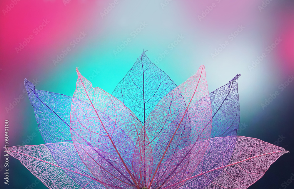 Macro叶子背景纹理为蓝色、绿松石色、粉红色。透明的骨架叶子。明亮的exp