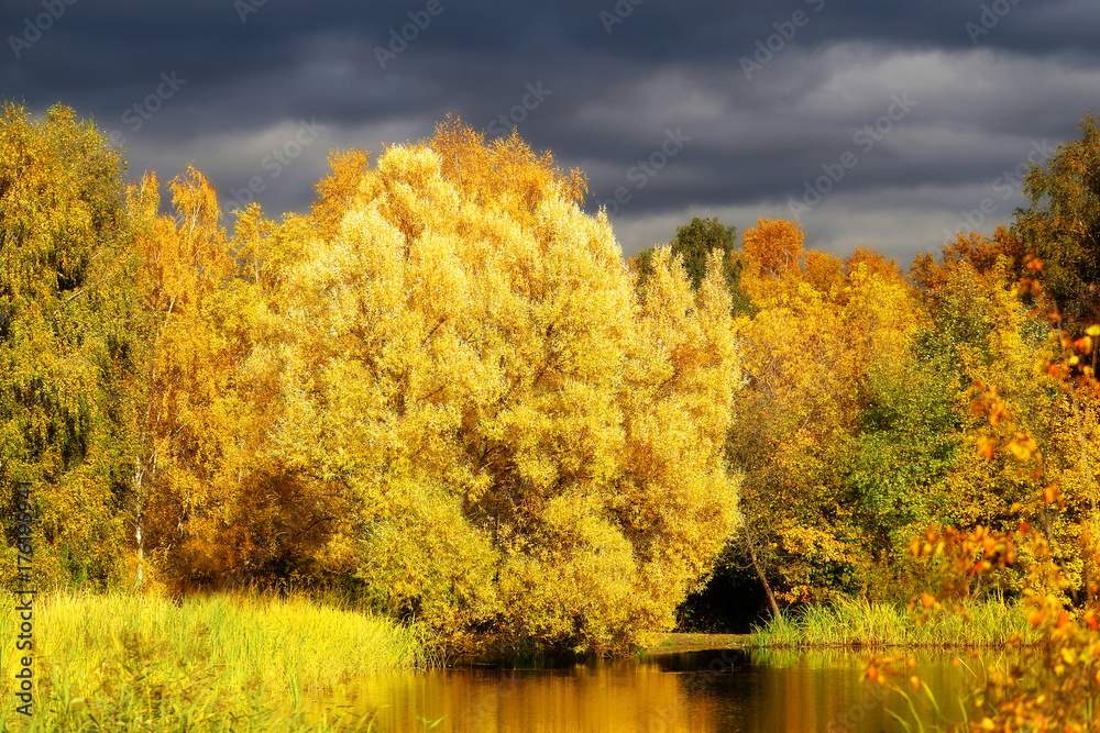 秋天的树和池塘的明亮照片