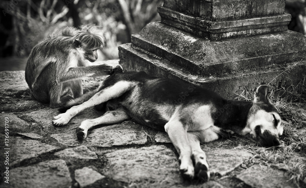 猴子在斯里兰卡寺庙里给狗梳毛