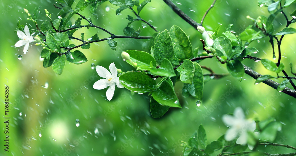 雨季大雨下的自然新鲜绿叶枝条