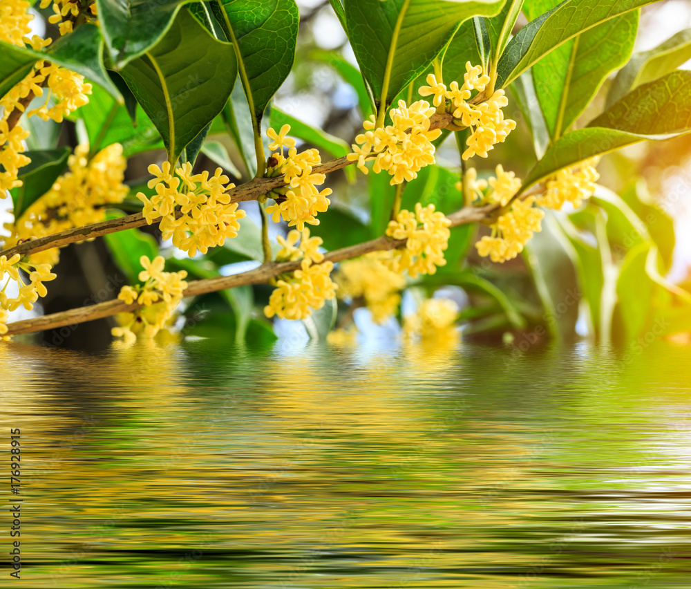 Blooming osmanthus fragrans and water reflection landscape