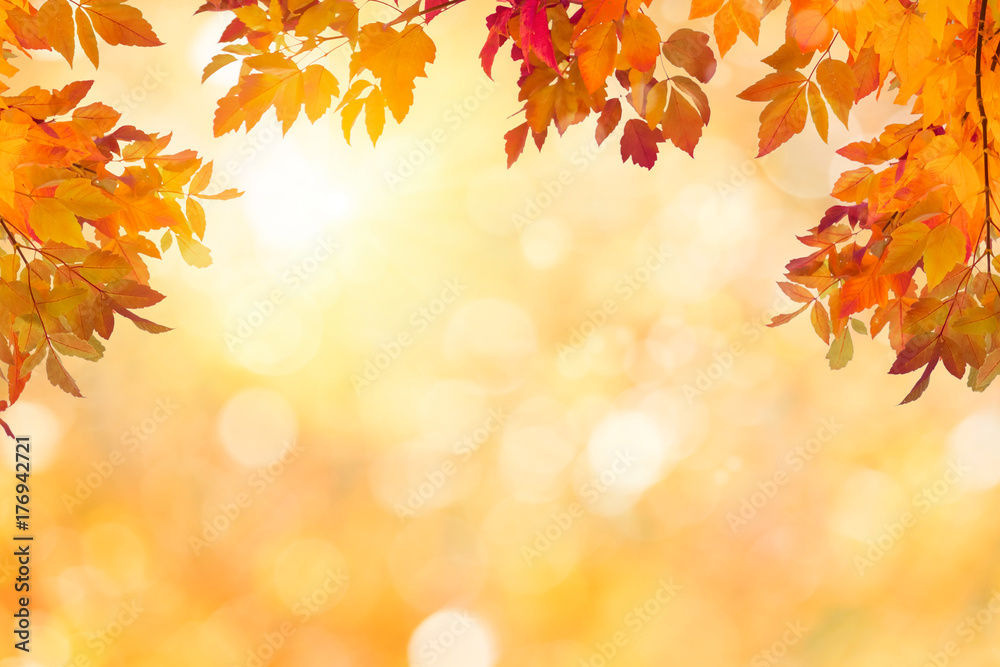 秋高气爽，树叶色彩缤纷