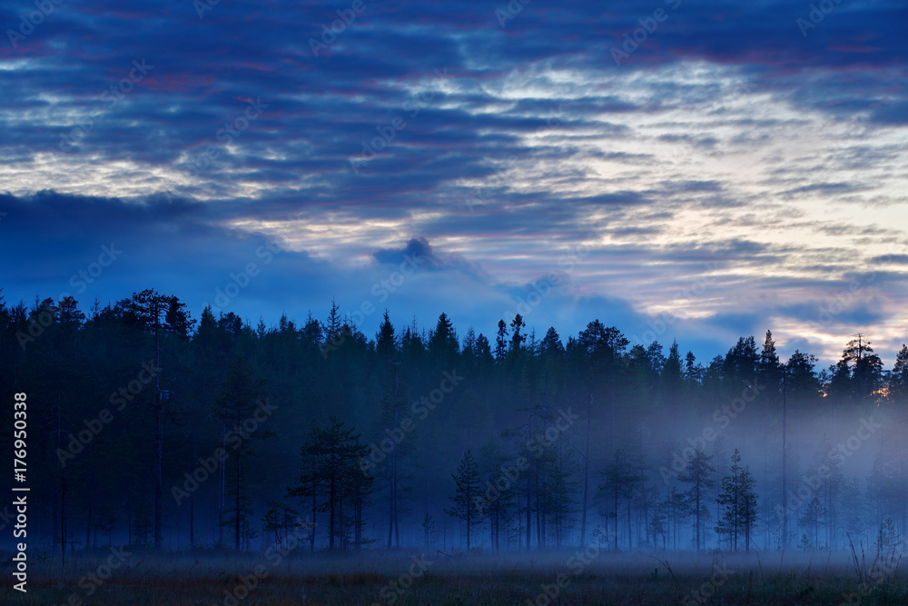 神奇的雾蒙蒙的景观，日落后有雾的森林。秋天有松树的景观。Fi的野生动物自然