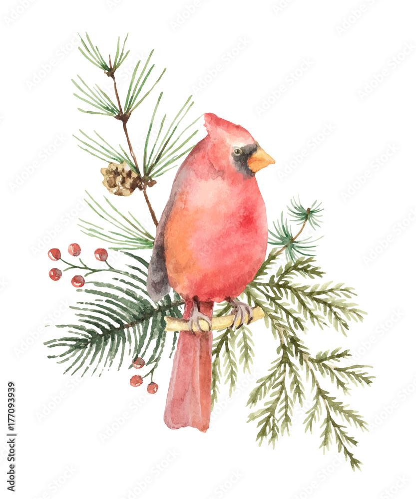 Watercolor vector Christmas bouquet with Bird Cardinal and fir branches.