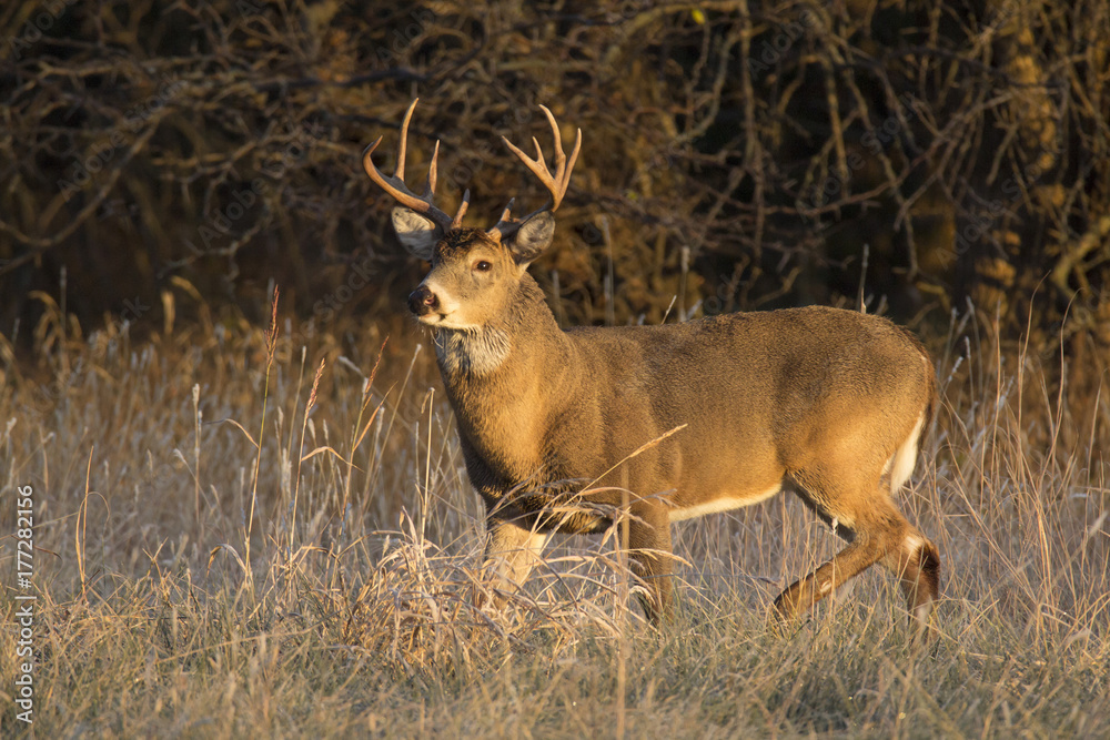 这只大白尾雄鹿在堪萨斯州一条树线上的草地上呆了一段时间