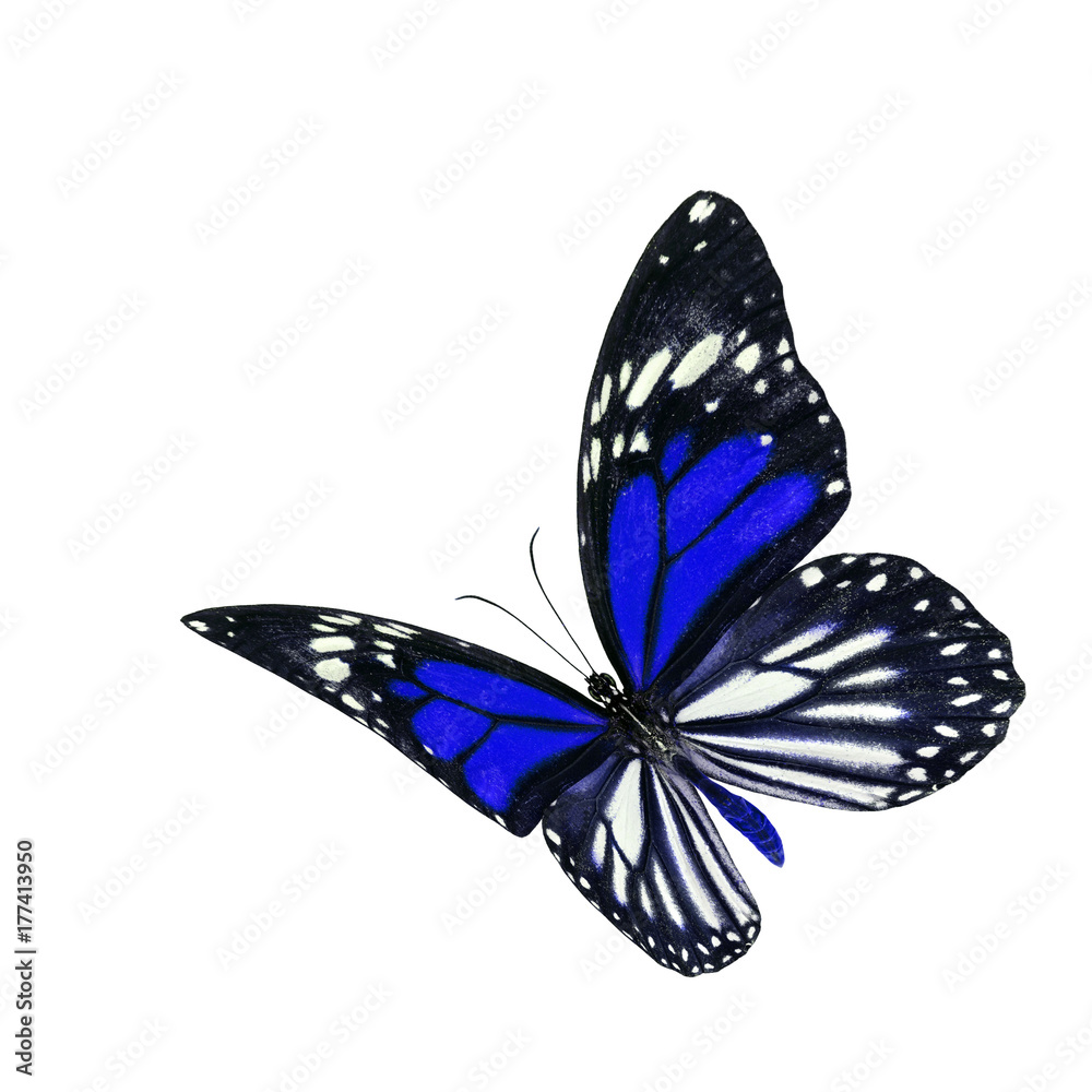 美丽的飞翔的蓝色和条纹翅膀蝴蝶，黑脉虎或白虎