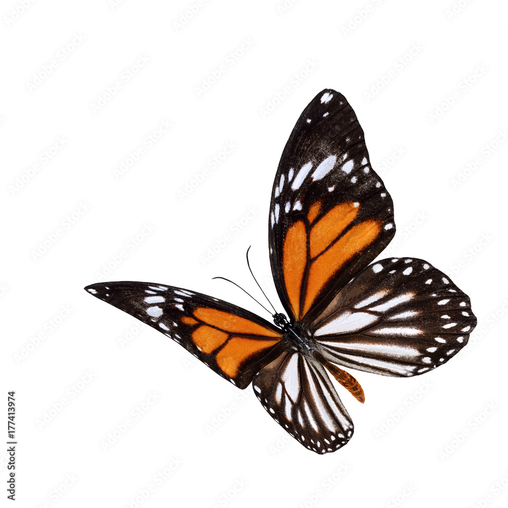 Beautiful flying oragne and stripe wings butterfly, Danaus melanippus, Black Veined Tiger or White T
