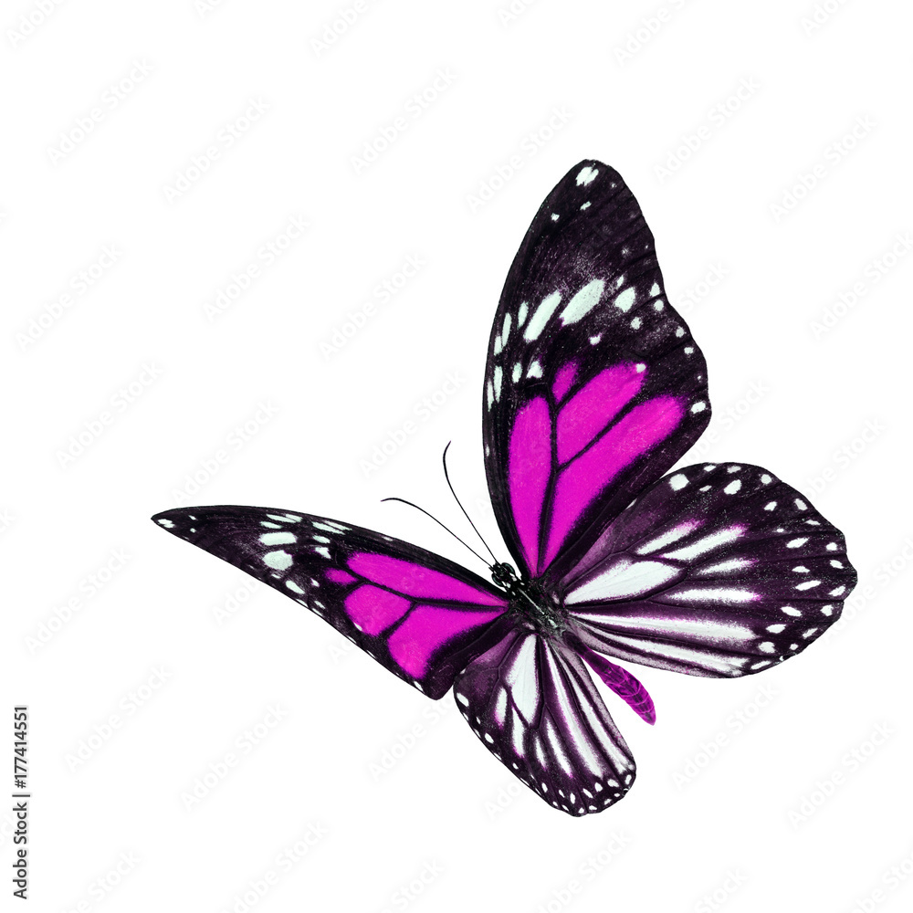 美丽的粉红色和条纹翅膀蝴蝶，黑脉虎或白虎