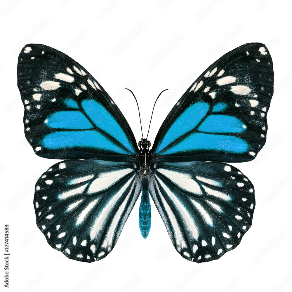 异国情调的淡蓝色蝴蝶，白虎（Danaus melanippus）上部采用花哨的颜色轮廓隔离