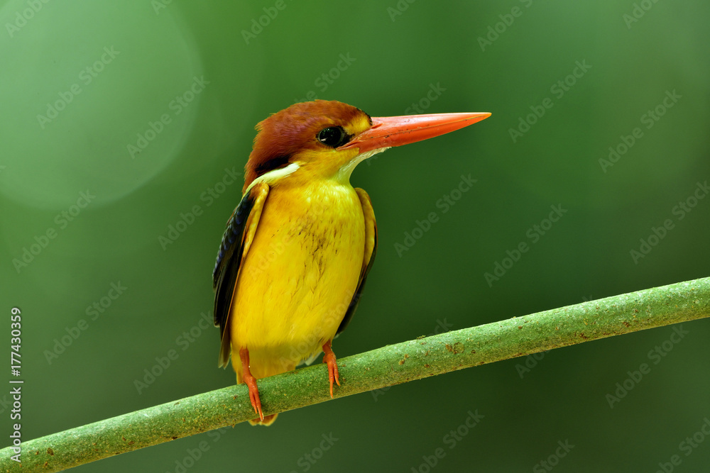 美丽的黄鸟、东方小矮人或黑背翠鸟栖息在新鲜的绿色树枝船尾