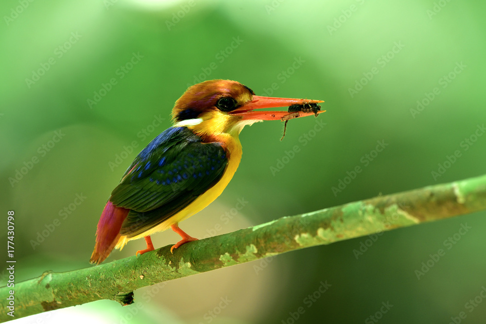 Black-backed or oriental dwarf kingfisher (Ceyx erithaca) brightly colorful tiny bird perching on wo