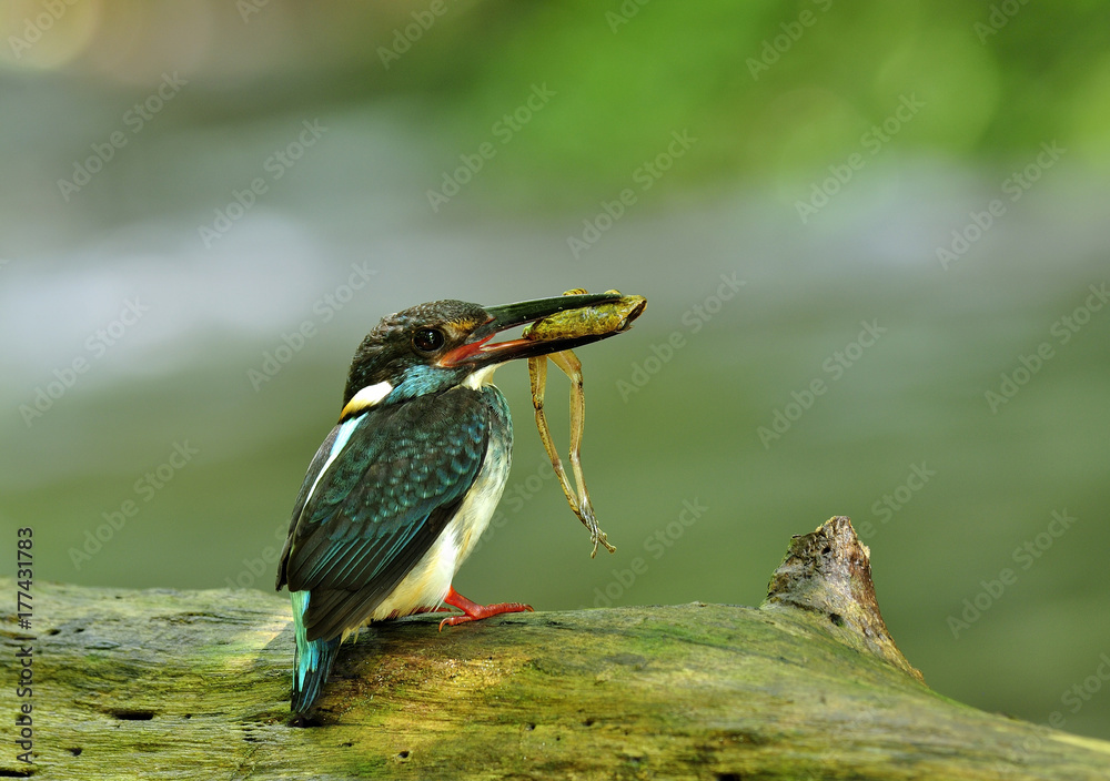 Blue-banded Kingfisher (Alcedo euryzona) lovely little blue bird carrying fresh frog in his mouth to