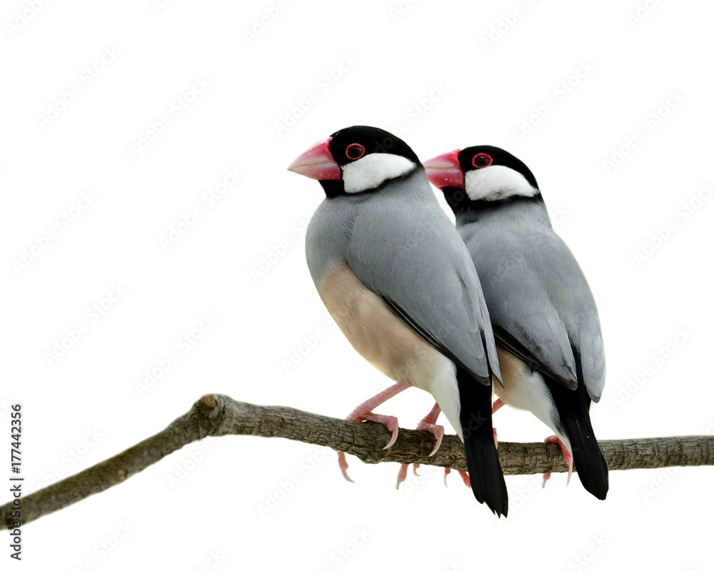 爪哇麻雀（Lonchura oryzivora）漂亮的灰色鸟类可爱的一对有粉色喙的漂亮灰色鸟类