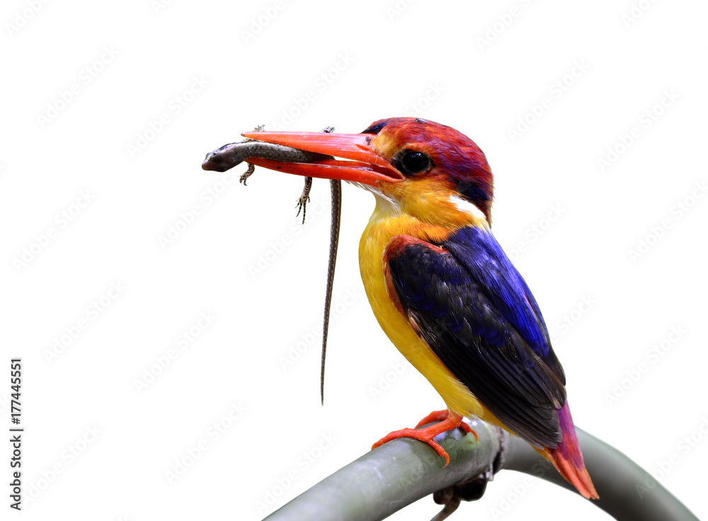 东方矮翠鸟（Ceyx erithaca）黑背翠鸟，美丽的橙色小鸟狩猎