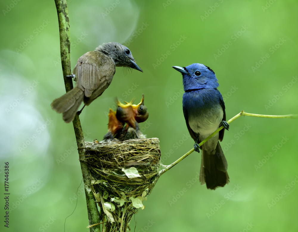 黑颈帝王捕蝇草（Hyptothys azurea）美丽的蓝鸟的父母身上有黑点
