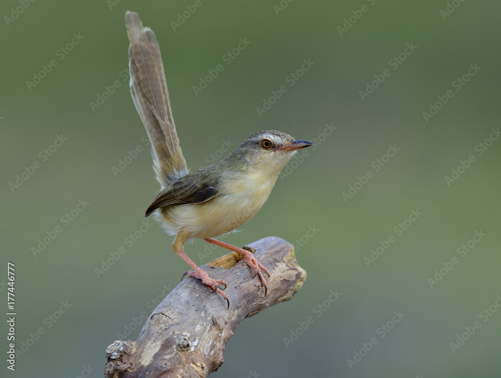 平原普里尼亚（Prinia inornata）美丽的棕色鸟，尾巴摆动着，栖息在b上方的泥土上