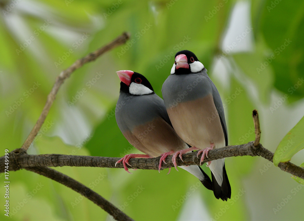 甜蜜的配对鸟，爪哇麻雀（Lonchura oryzivora）栖息在一起的粉红色喙的灰色细鸟