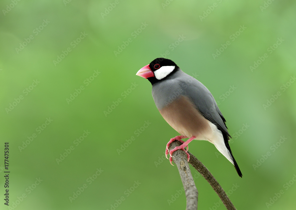 爪哇麻雀（Lonchura oryzivora）美丽的灰色鸟类，有粉红色的腿和喙，栖息在树枝上