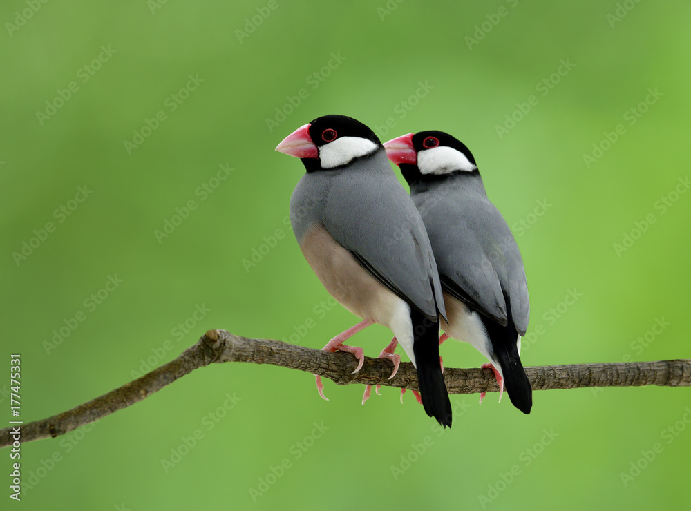 Java sparrow (Lonchura oryzivJava sparrow (Lonchura oryzivora) fine grey birds with pink bills and l