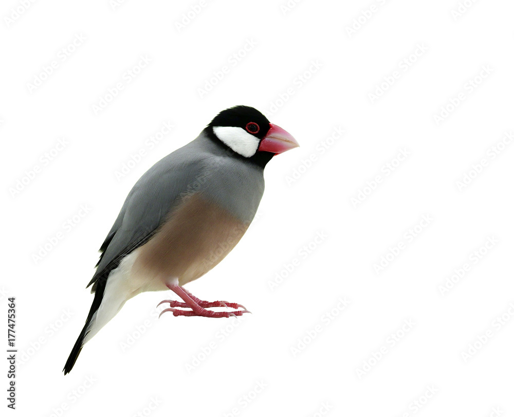 爪哇麻雀（Lonchura oryzivora）可爱的灰色鸟类，有粉红色的喙和完全站立的腿