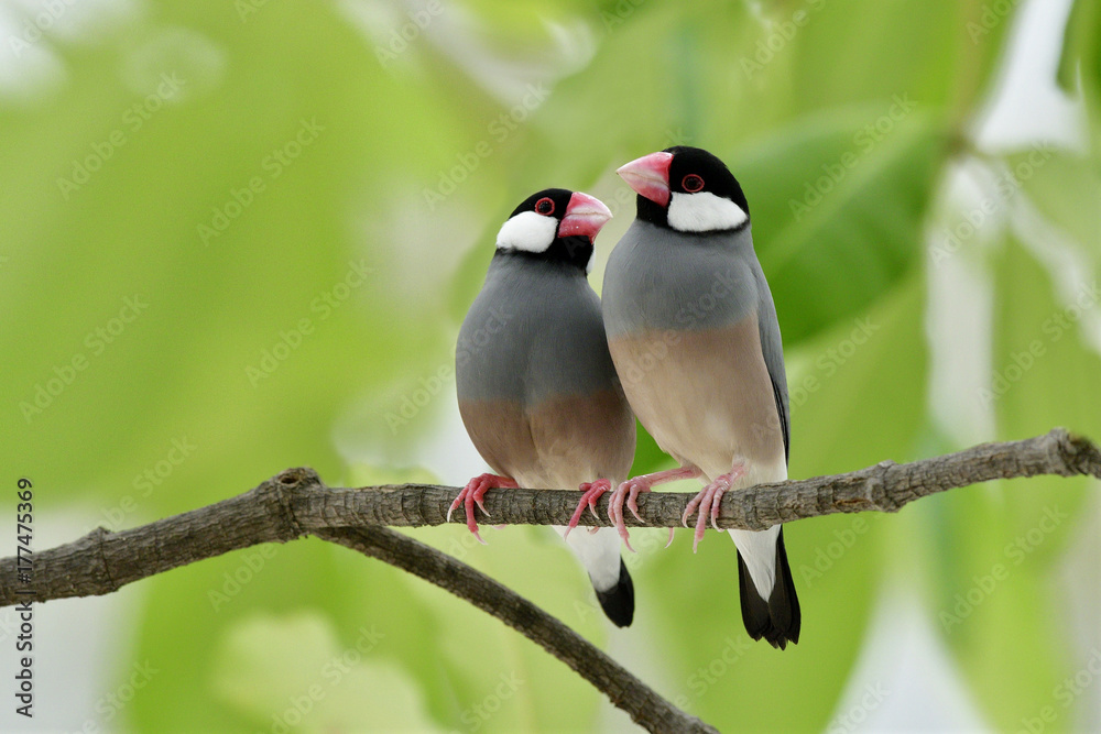 Java sparrow (Lonchura oryzivora) fine grey birds with pink bills perching teasing each other on bra