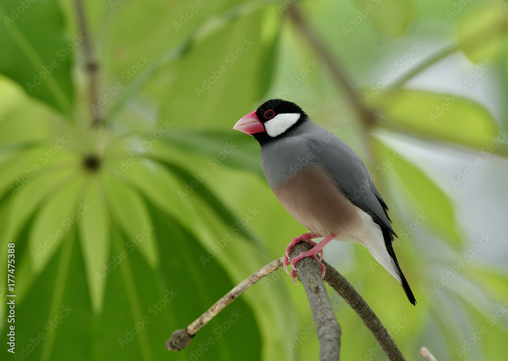 爪哇麻雀（Lonchura oryzivora）栖息在树枝上，有粉红色喙和腿的可爱的灰色鸟类