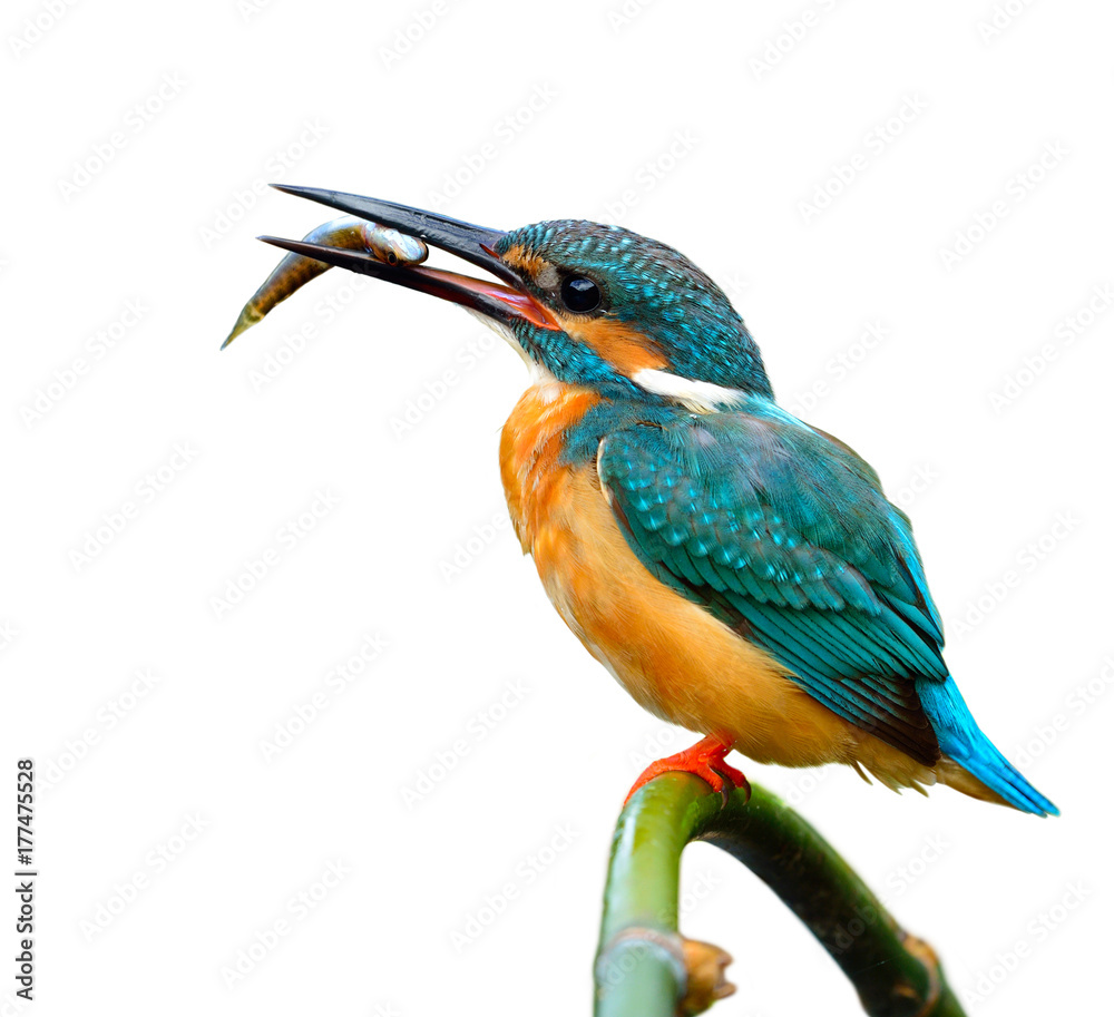 可爱的蓝鸟，普通翠鸟（Alcedo atthis）栖息在竹签上，与小鱼打招呼