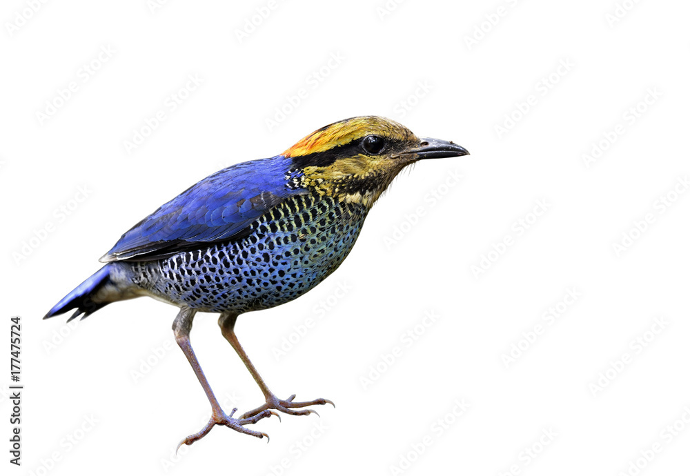 Blue Pitta（Hydrornis cyaneus）雄性美丽的蓝色鸟类，头部有细节，完全站立