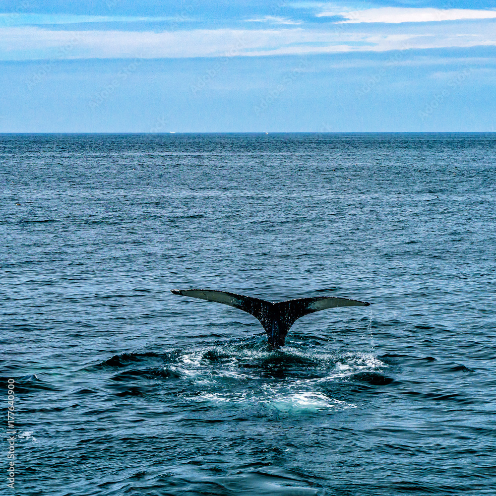 美国马萨诸塞州科德角普罗文斯敦座头鲸