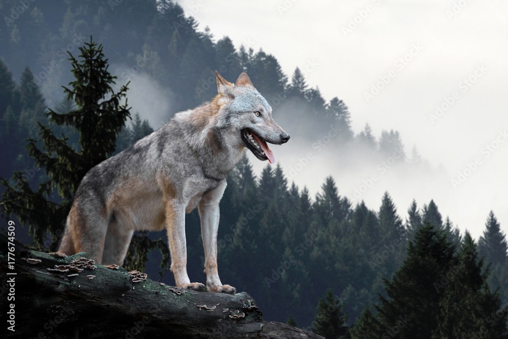 山中之狼