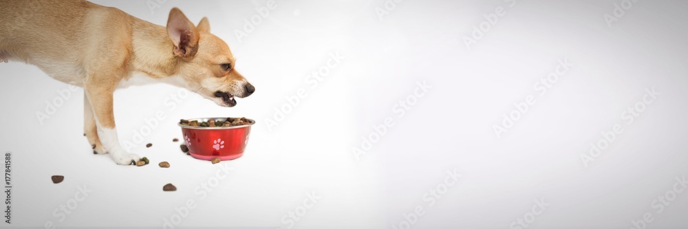 脾气暴躁的狗从碗里吃东西
