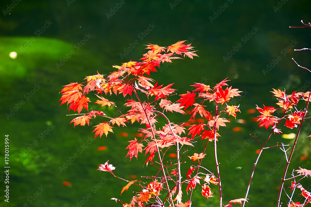 湖畔的秋天枫叶