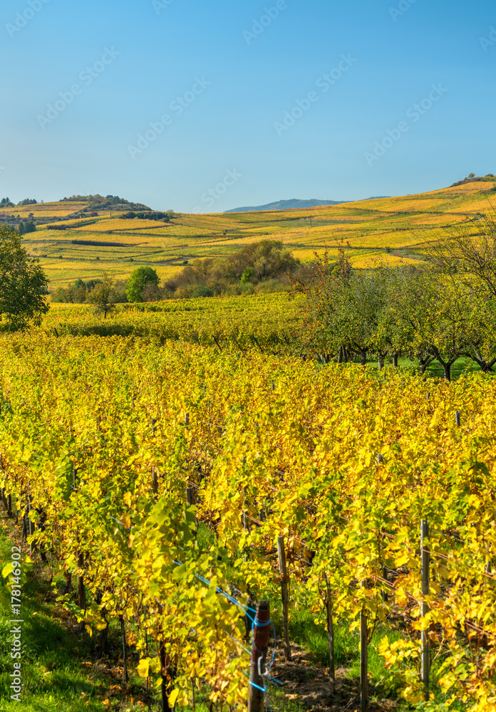 法国上莱茵-阿尔萨斯的秋季葡萄园