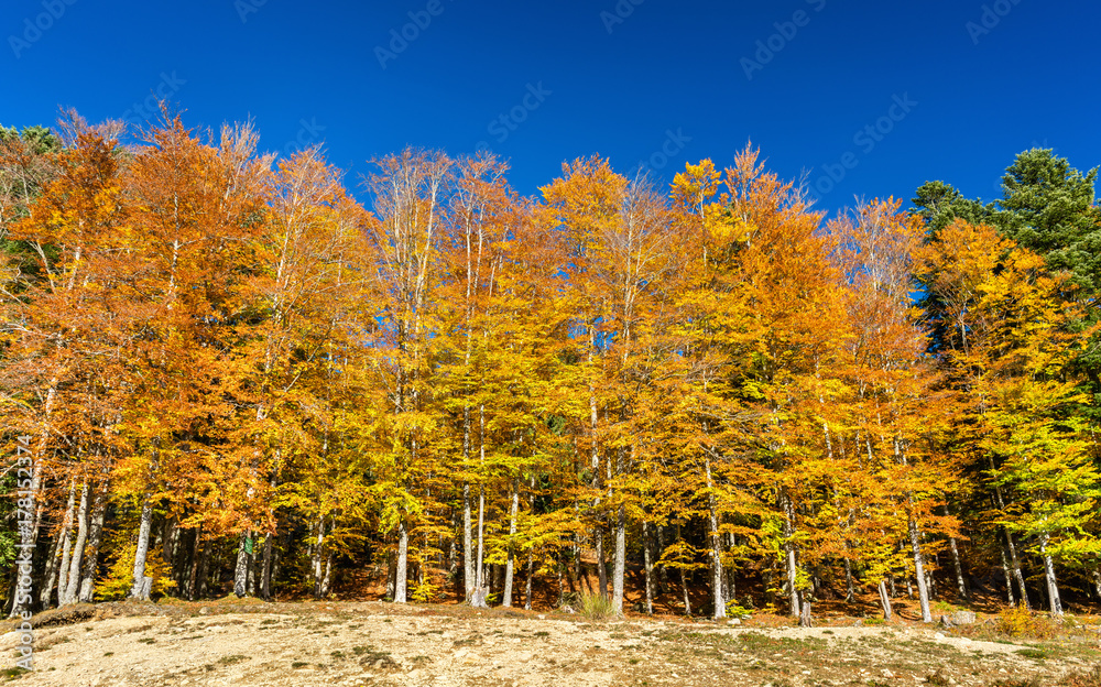 法国上莱茵省沃斯日山脉拉劳赫湖畔的彩色树木