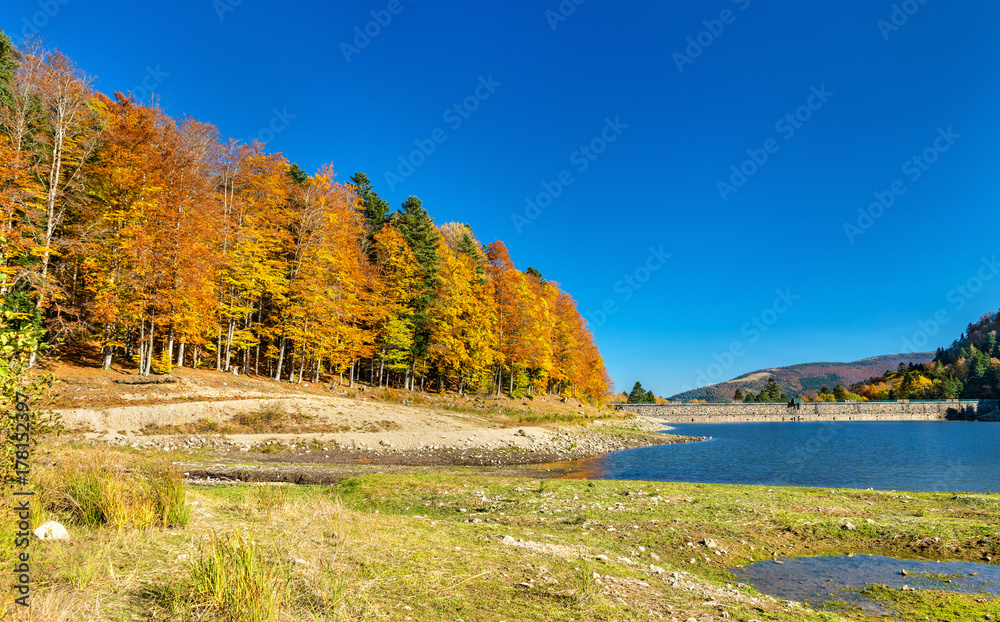 法国上莱茵省沃斯日山脉拉劳赫湖畔的彩色树木