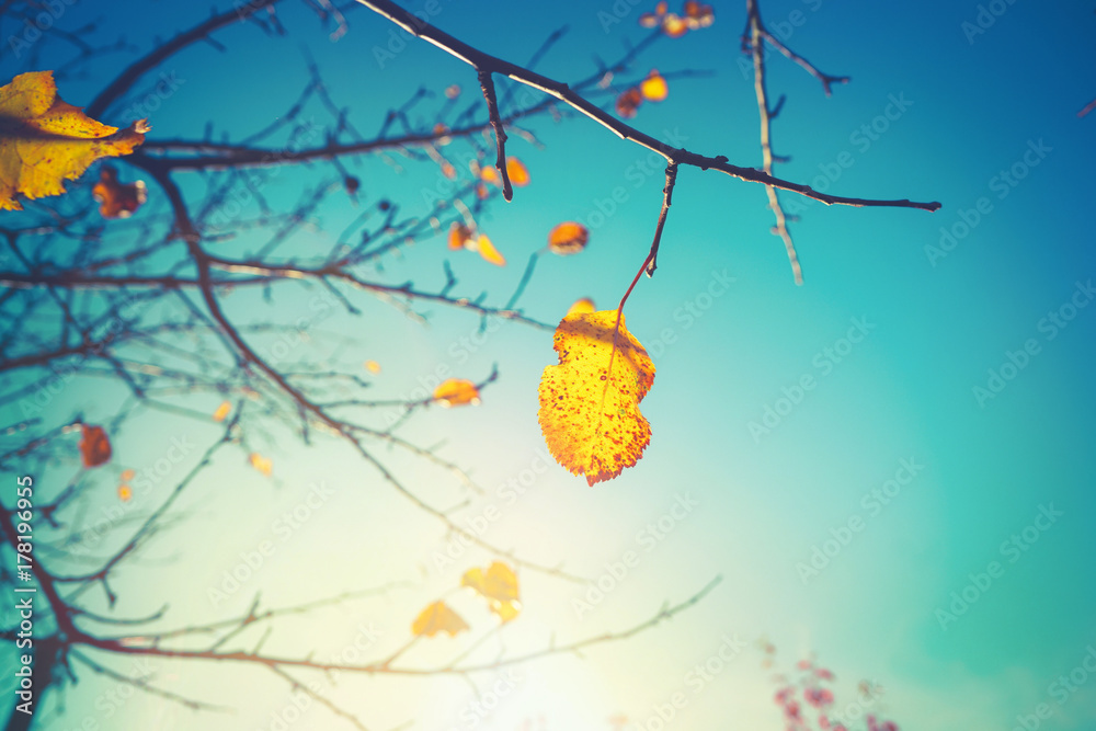 秋天的背景。最后一片叶子落在橙黄色的苹果树上，树枝上的叶子映衬着蓝色的绿松石