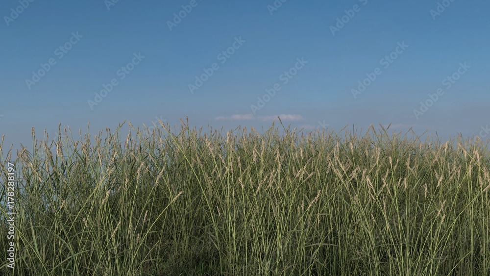 蓝天背景的草山，逼真的3D渲染