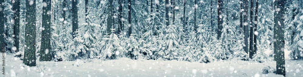 雪中深夜冬季景观中的美丽树木