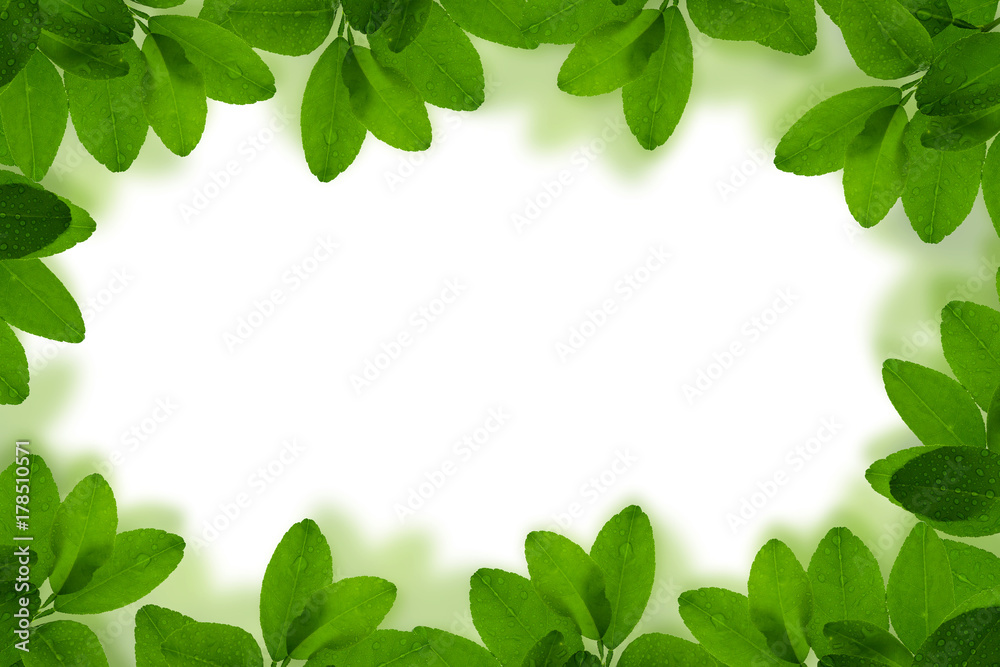 新鲜的绿色叶子框架，白色背景上有水滴隔离。