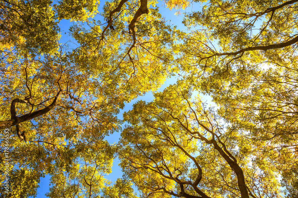 抬头看看秋天的树林。